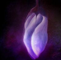 Lila/Schwarz - Lila Schwarz