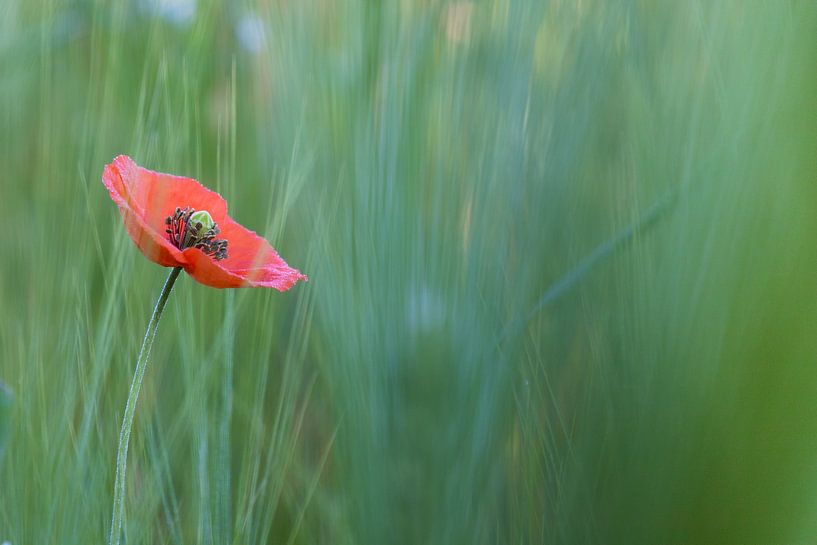 De eenzame klaproos ? Nederland van Marika Huisman fotografie