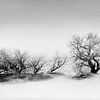 twee eenzame bomen van Roy IJpelaar
