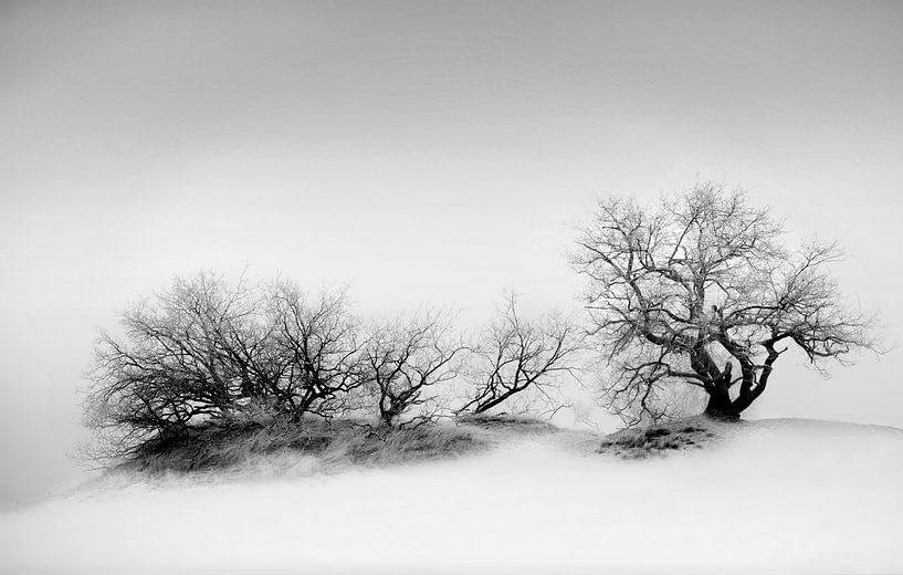 two lone trees by Roy IJpelaar