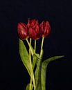 Rode tulpen van Leon Brouwer thumbnail