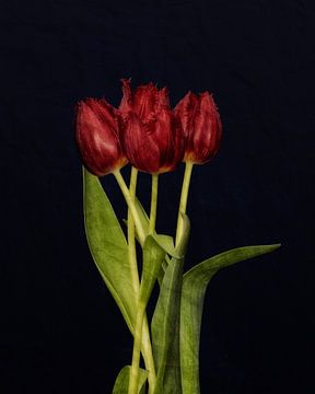 Rode tulpen van Leon Brouwer