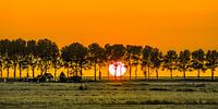 Zonsondergang door de bomen van Warns in het Friese Gaasterland ter hoogte van Laaksum. van Harrie Muis thumbnail