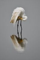 Zilverreiger