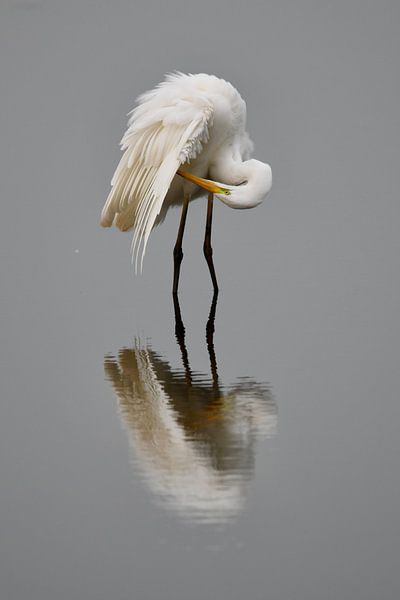 Egret by Hielkje Koen