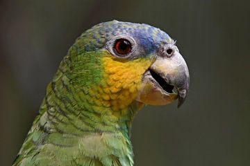Papegaaien en ara's: Oranjevleugelamazone van Rini Kools