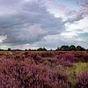 On the heath by Johan Mooibroek