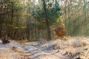 Zonnestralen in een bevroren bos op de Veluwe