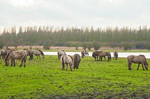 Konikpaarden 4
