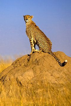 Cheetah a. Termietenheuvel van Peter Michel