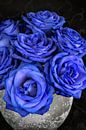 Blaue Rosen von Lorena Cirstea Miniaturansicht