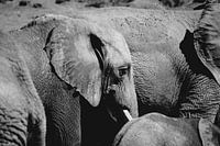 Eléphant