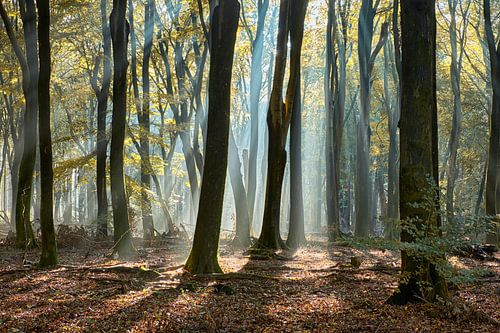 Les rayons du soleil à l'automne dans le Speulderbos sur Cor de Hamer