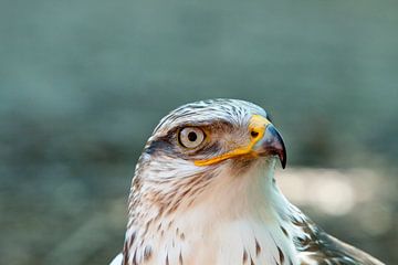 Roofvogel van Guido Akster