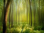 Akazienwald im Sonnenschein von RuxiQue Miniaturansicht