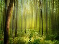 Acacia forest in the sun