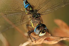 Libellule, cheval mordeur sur Jacqueline Gerhardt