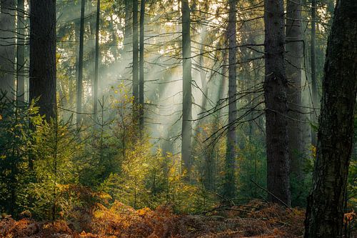 Soleil matinal dans le Bergherbos
