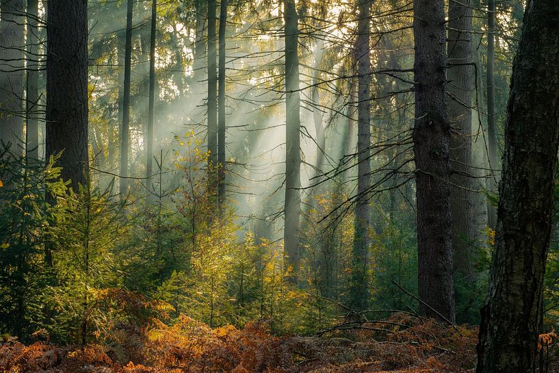 Morning sun in the Bergherbos by René Jonkhout