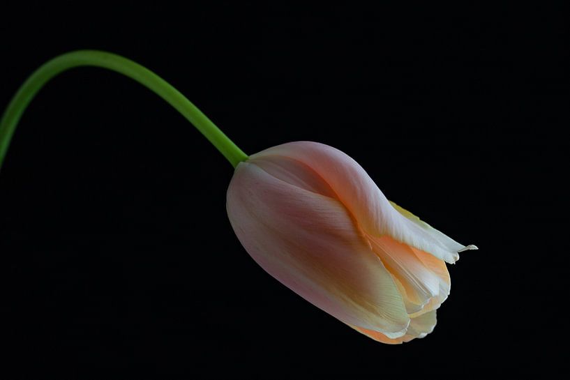 Just a tulip by Clazien Boot