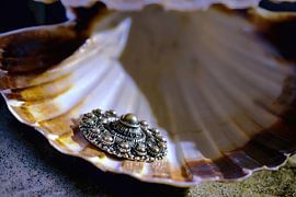 Zeeland knot on scallop by Evert Jan Looise