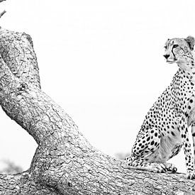 Cheetah King poses 