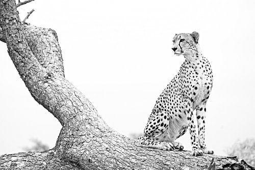 Cheetah King poses 