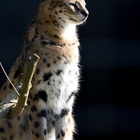 Portrait of Leptailurus serval or serval cat, African native cat in North Africa and the Sahel by W J Kok