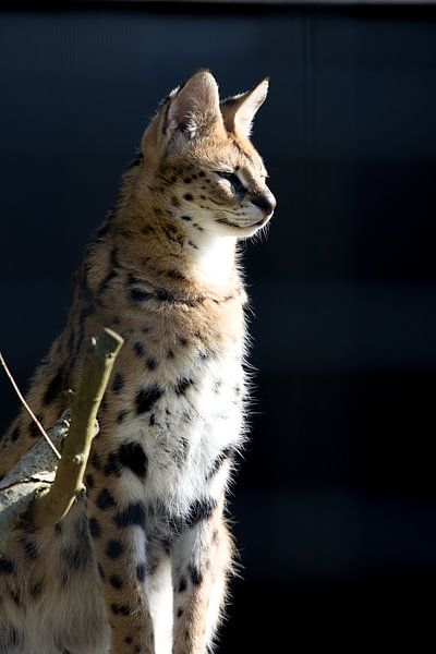 Porträt der Leptailurus serval oder Servalkatze, einer in Nordafrika und der Sahelzone heimischen Katze von W J Kok