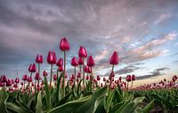 Dutch Tulips von Mario Calma Miniaturansicht