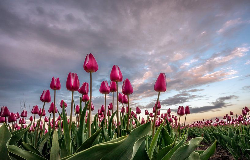 Dutch Tulips von Mario Calma
