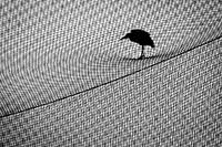 Reiger op Net