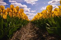 Gelbe Tulpen in voller Blüte im Frühling