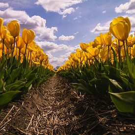 Les tulipes jaunes en pleine floraison au printemps sur Schram Fotografie