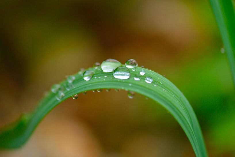 Raindrop by Karin Jähne
