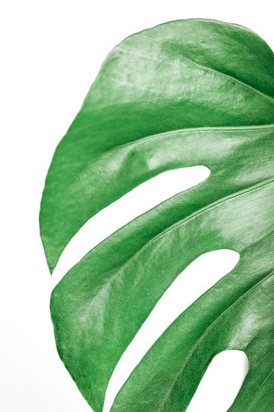 Monstera Deliciosa | Plant Art Print | by Sarina Dekker