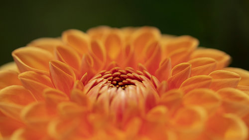noyau de fleur