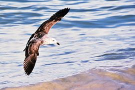 a young seagull in flight on the beach by Werner Lehmann
