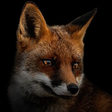 Portrait of a fox by Gianni Argese