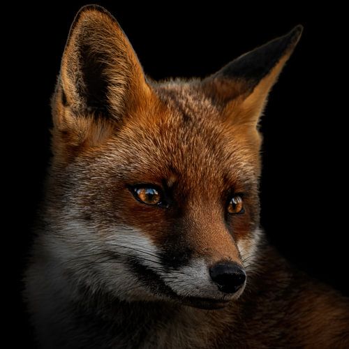 Portret van een vos
