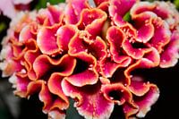 Rosa Korallenblume mit gelbem Rand