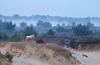 Sheep on the sand dune and flowering heather van Olha Rohulya thumbnail