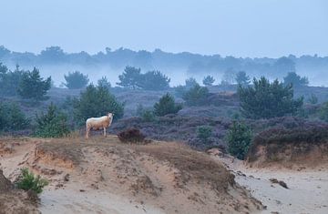 Sheep on the sand dune and flowering heather van Olha Rohulya