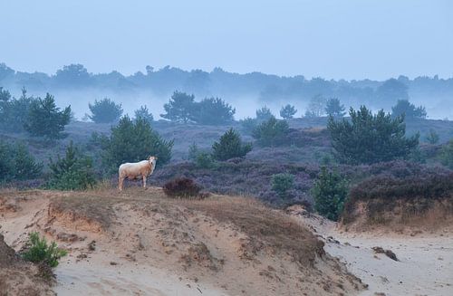 Moutons sur la dune de sable et bruyère en fleurs
