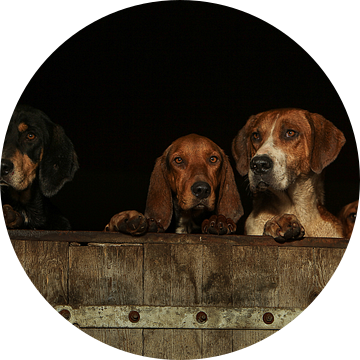 Drie honden kijken over de rand van een houten staldeur van Caroline van der Vecht