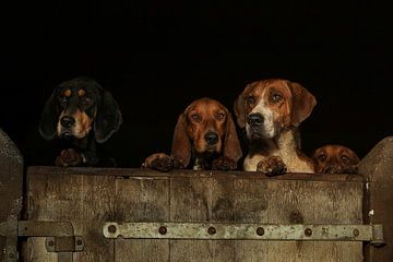 Drie honden kijken over de rand van een houten staldeur