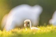 Boerengans kuiken vogel in het gras in de lente van Sjoerd van der Wal Fotografie thumbnail
