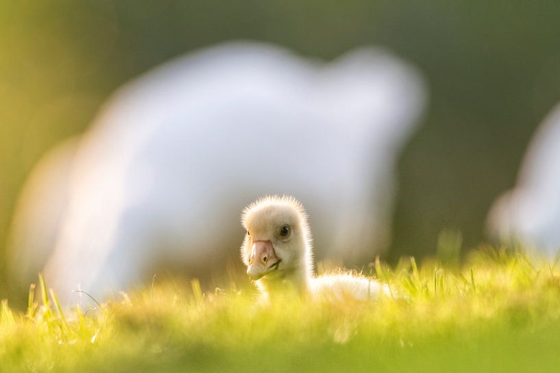 Boerengans kuiken vogel in het gras in de lente van Sjoerd van der Wal Fotografie