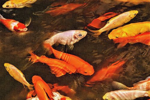 Oranje en gele koi karpers in water