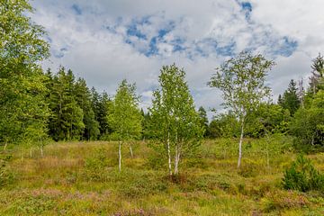 Prachtig wild rozenmos in Beieren van Oliver Hlavaty